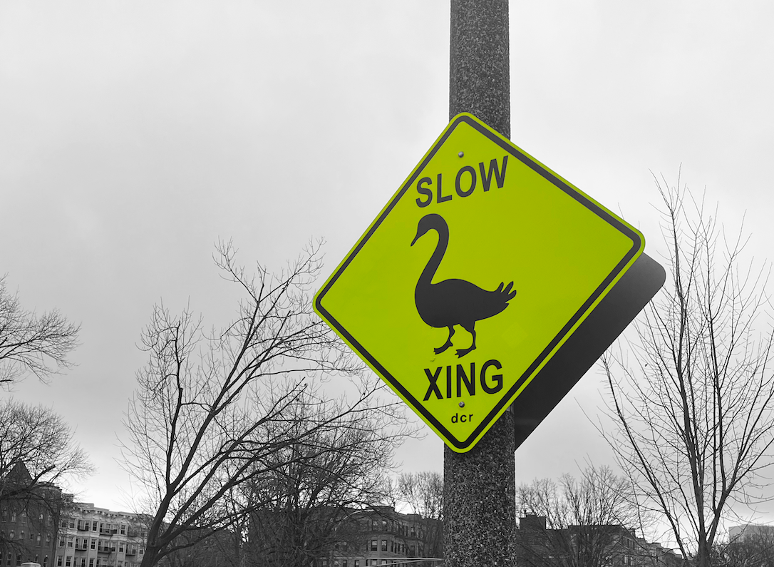 Bright yellow sign on a Boston road that reads: &ldquo;Slow, Goose Crossing&rdquo; with an image of a goose in the middle.