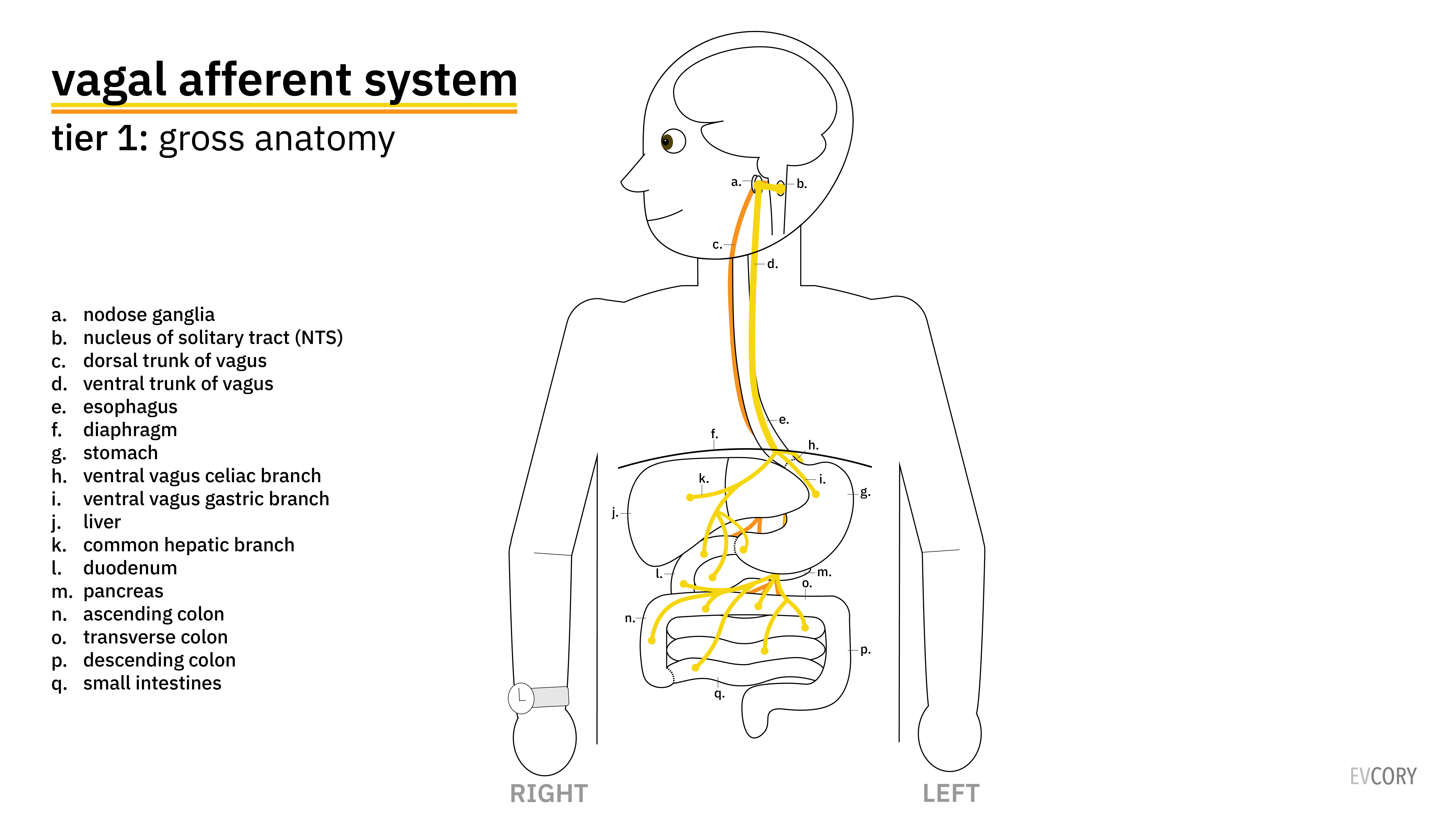 Vagus Nerve Left Img